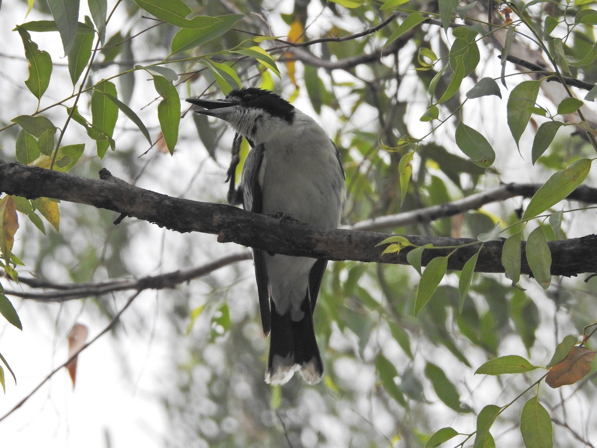 Серая флейтовая птица - ML647551281