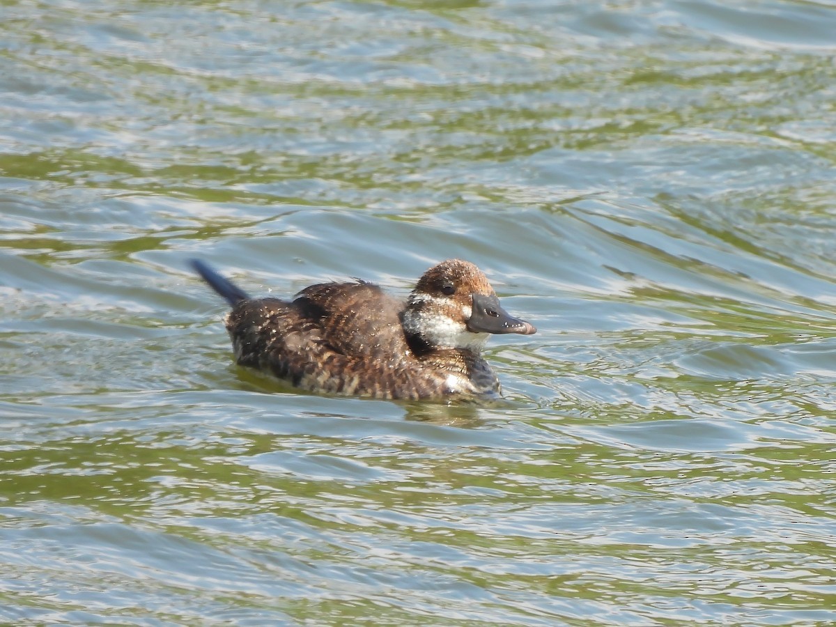 Патагонская савка - ML647551282