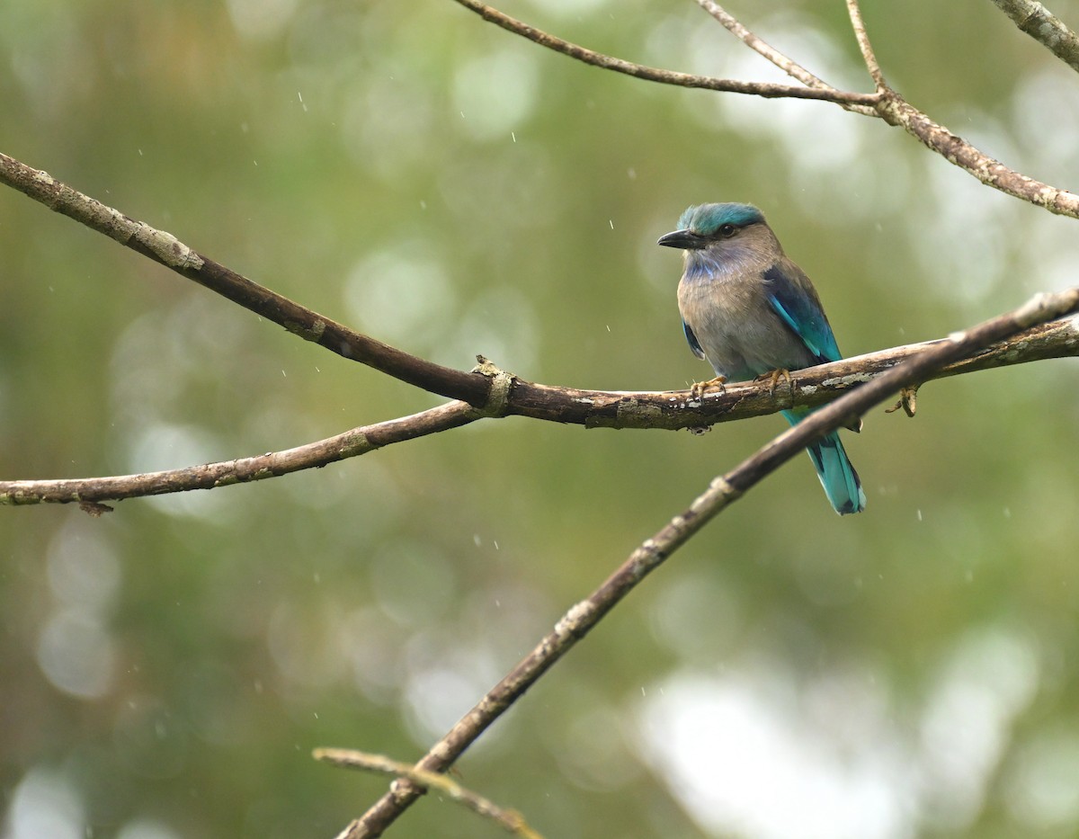 Индокитайская сизоворонка - ML647551283