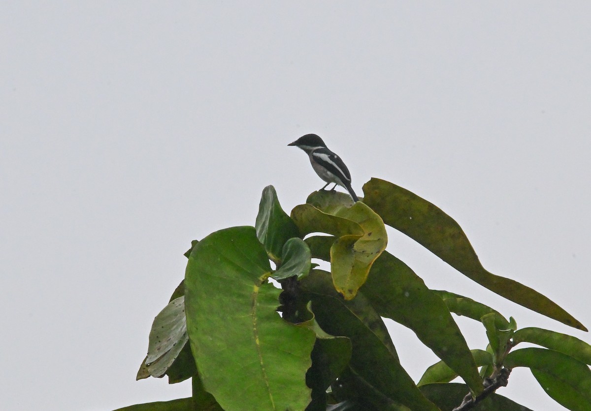 Пёстрый личинколов - ML647551284