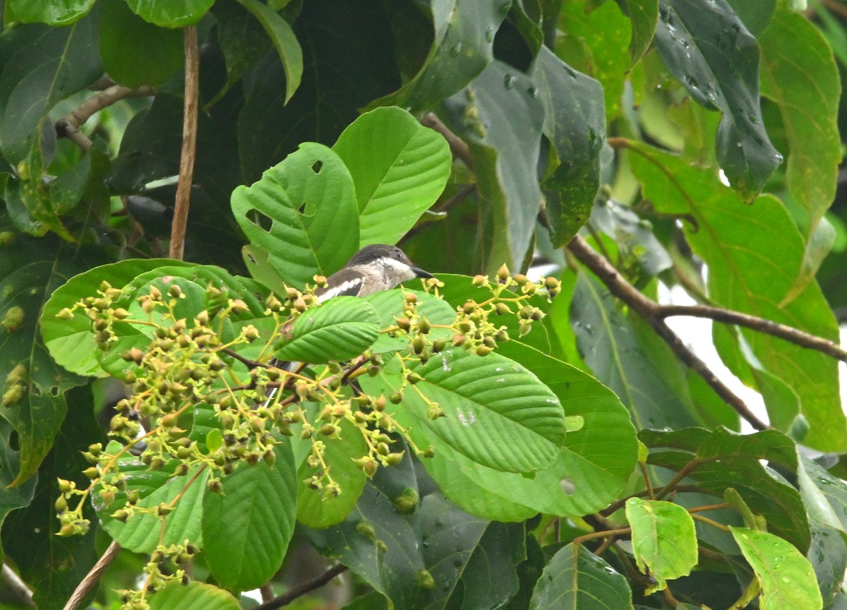 Пёстрый личинколов - ML647551285