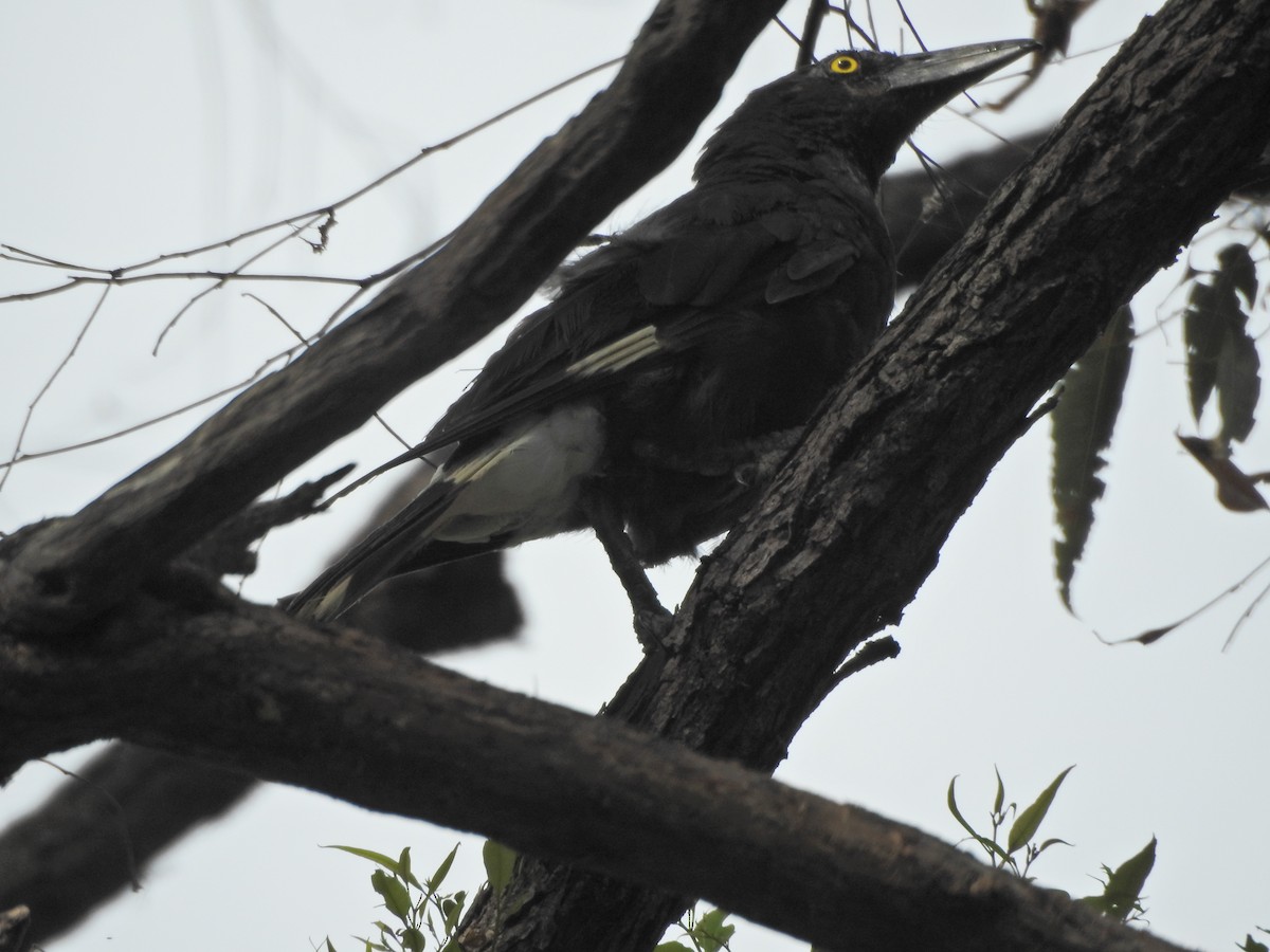 Пегий куравонг - ML647551286