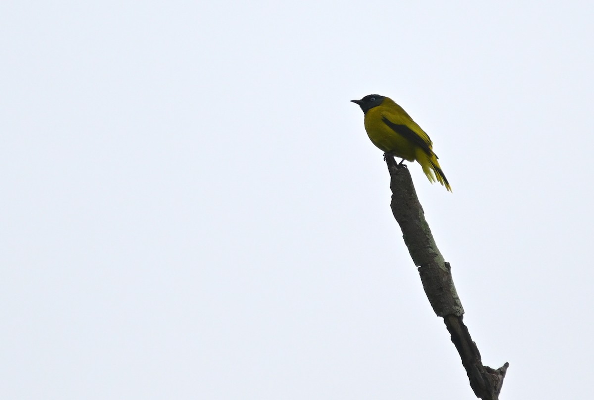 Черноголовый бюльбюль - ML647551287