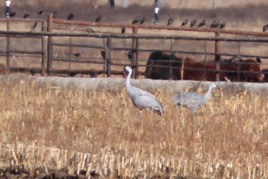 Серый журавль - ML647551288
