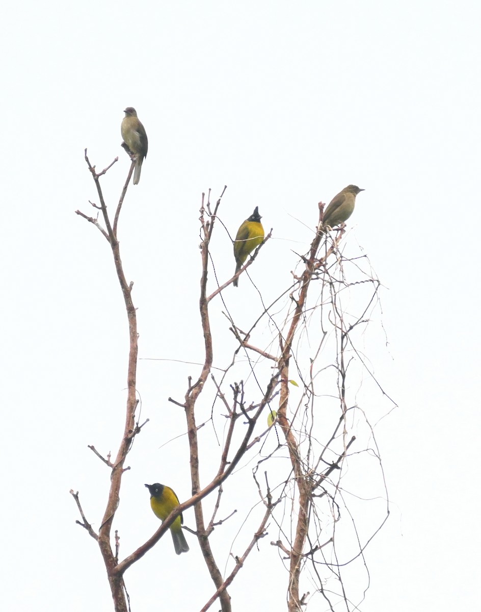 Чернохохлый бюльбюль - ML647551289