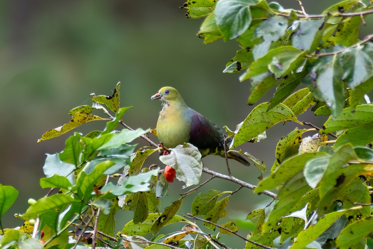 Клинохвостый зелёный голубь - ML647551290