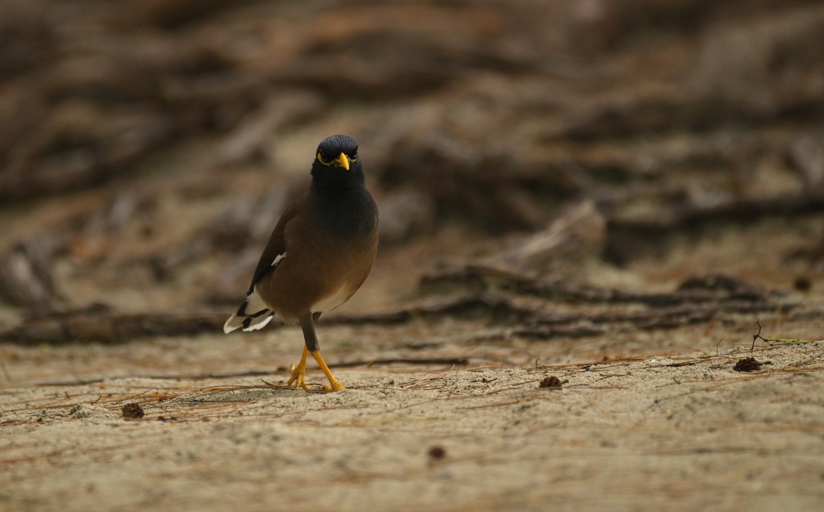 Майна - ML647551292