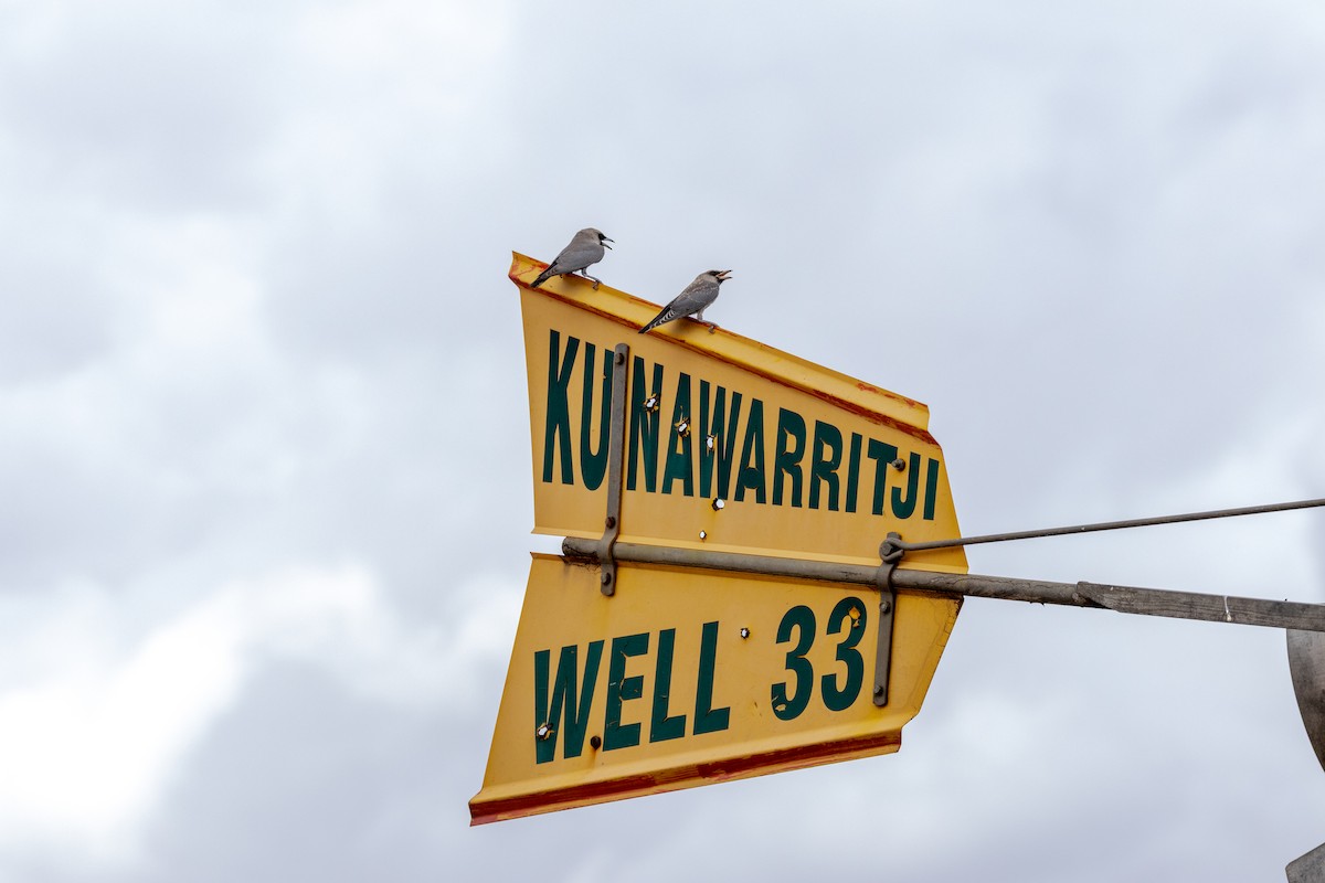 Масковый артм [группа cinereus] - ML647551293