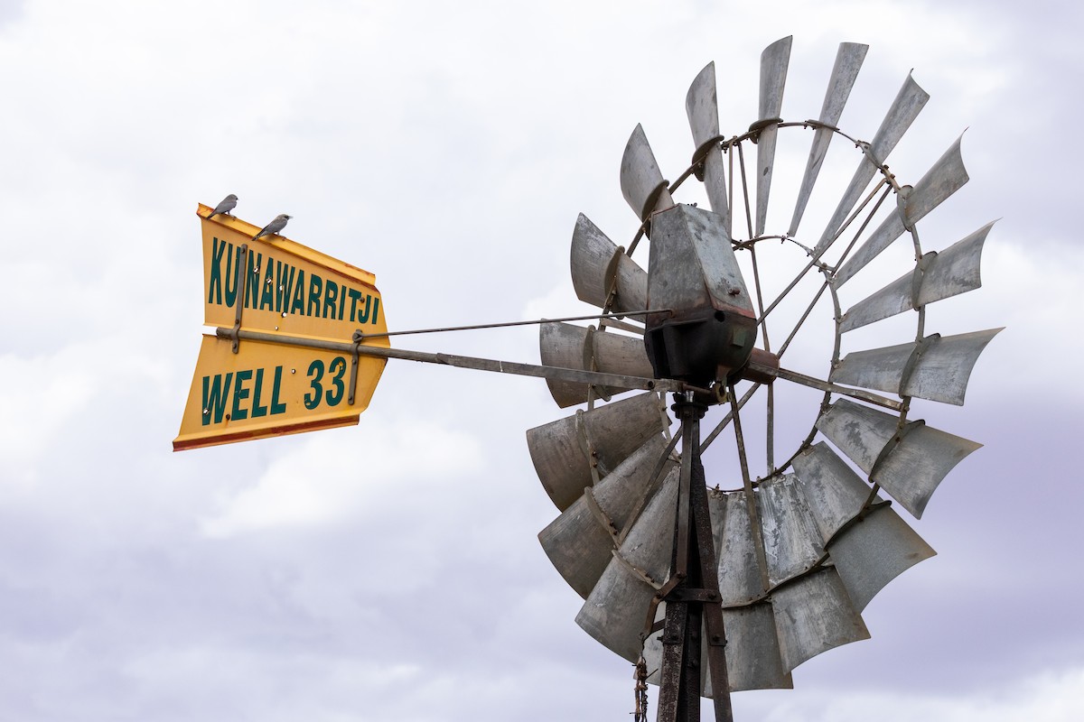 Масковый артм [группа cinereus] - ML647551294