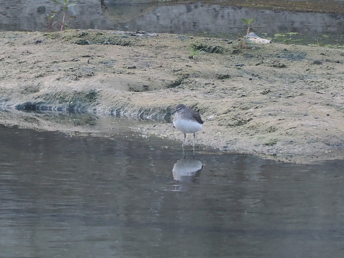 Черныш - ML647551295