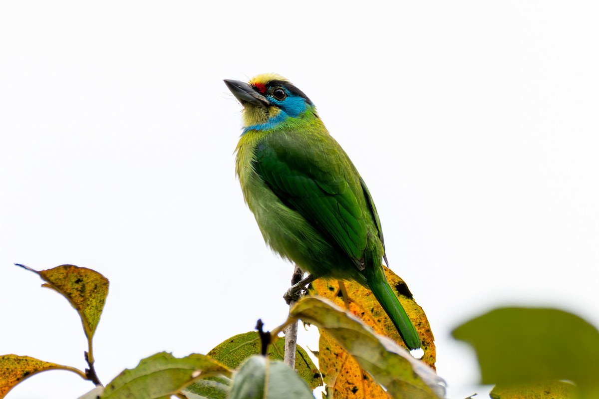 Вьетнамский бородастик - ML647551296