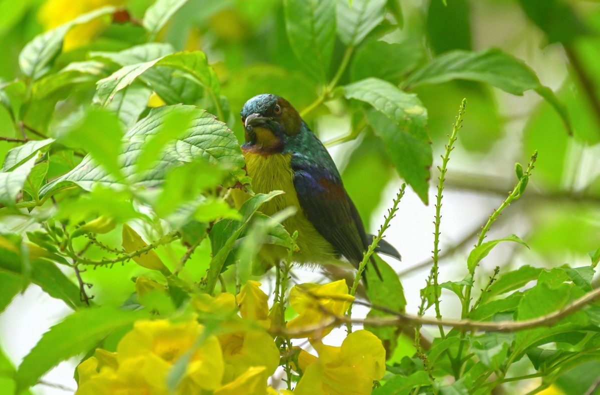 Коричневогорлая нектарница - ML647551297