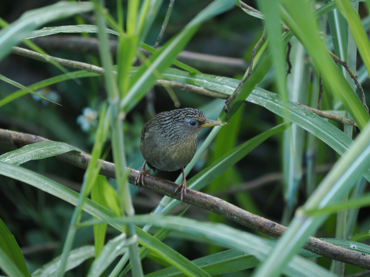 Тайваньская кустарница - ML647551298