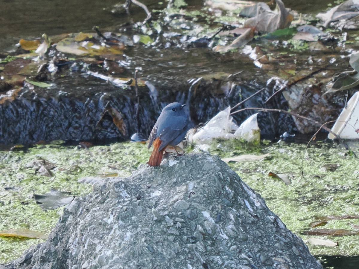 Сизая горихвостка - ML647551299