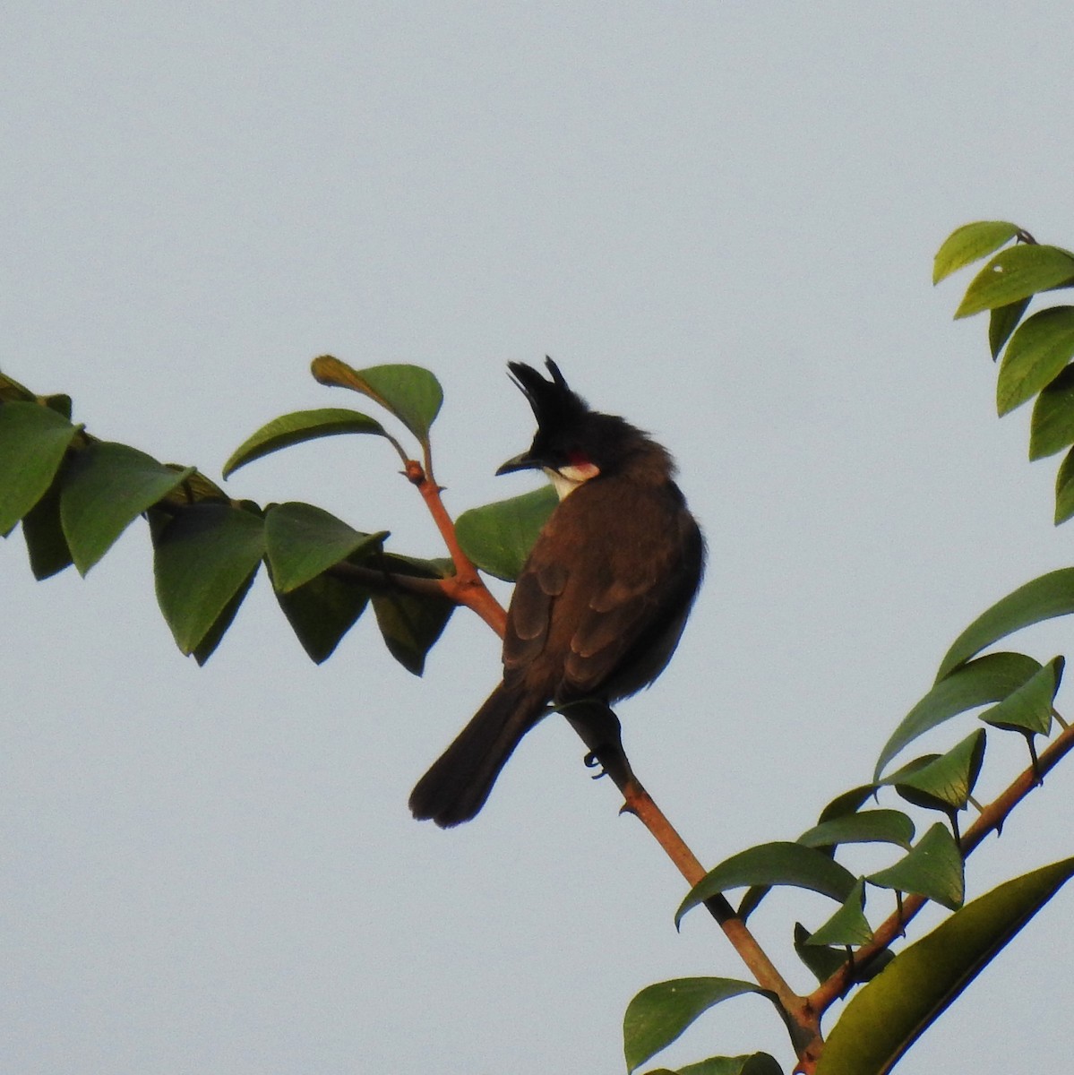 Красноухий бюльбюль - ML647551300