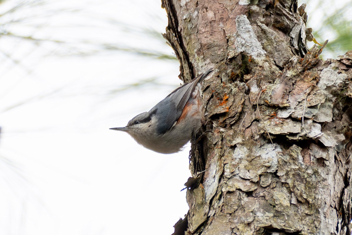 Каштановобокий поползень - ML647551302