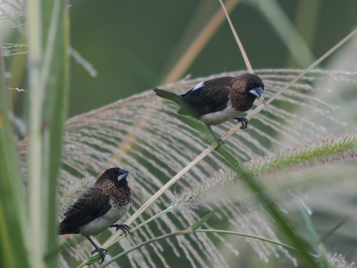 Острохвостая муния - ML647551303