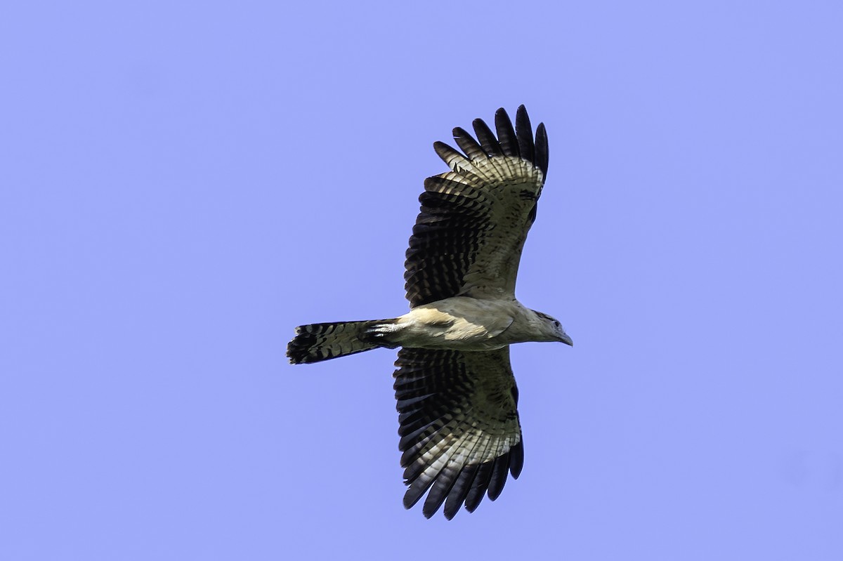 Химахима - ML647551304