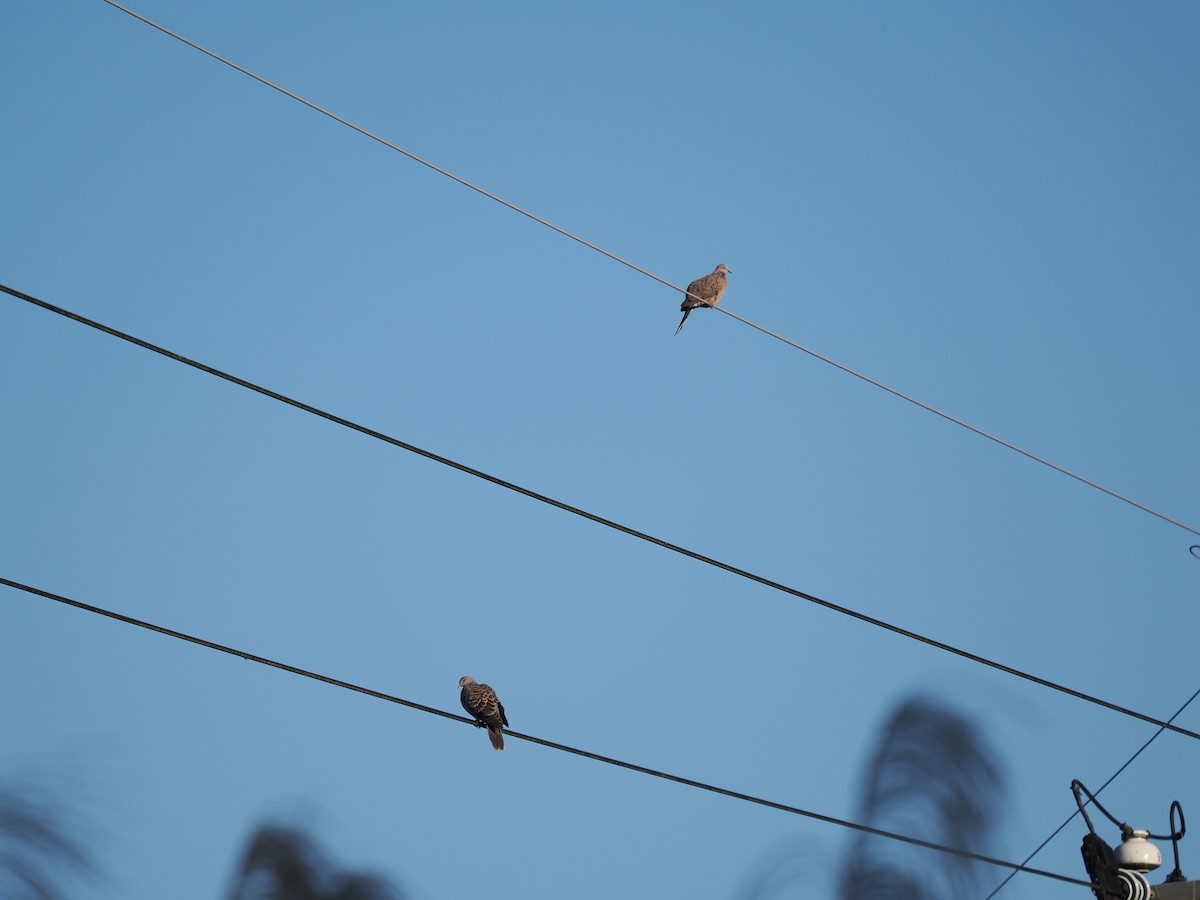 Большая горлица - ML647551306