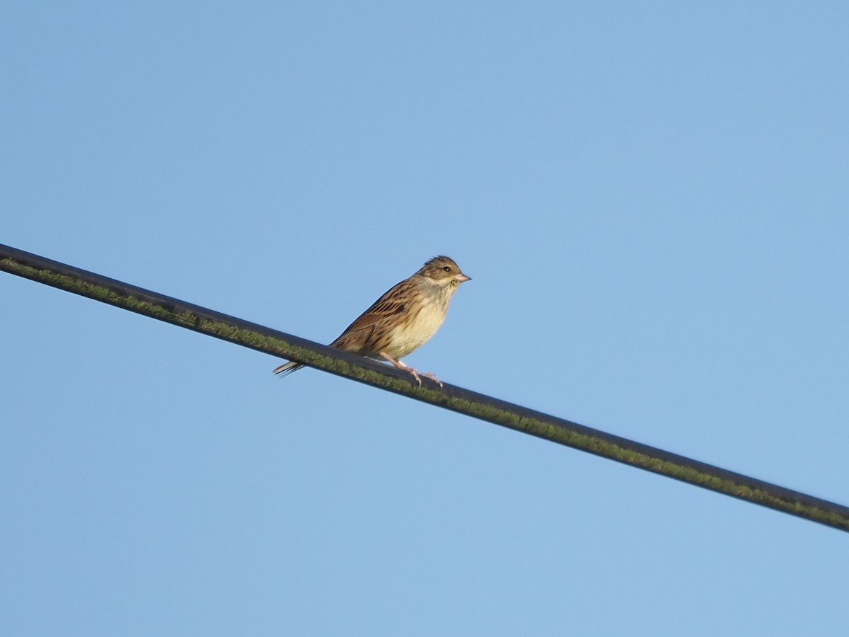 Седоголовая овсянка - ML647551307