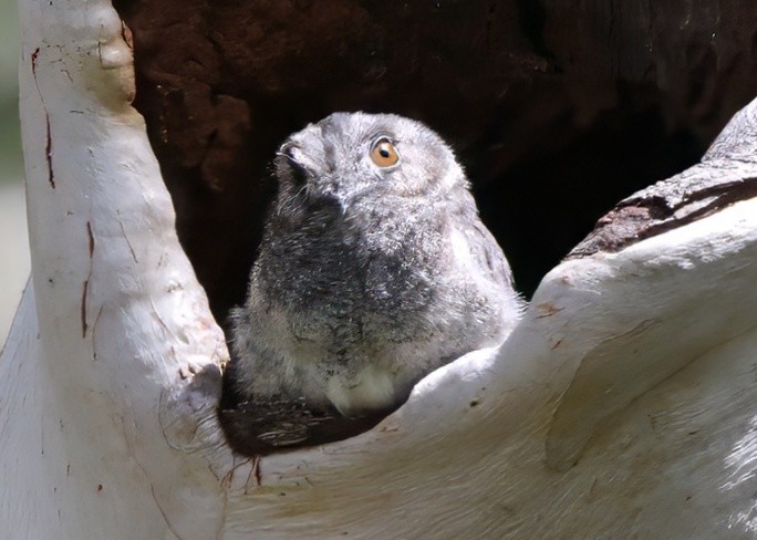 Австралийский совиный козодой - ML647551308