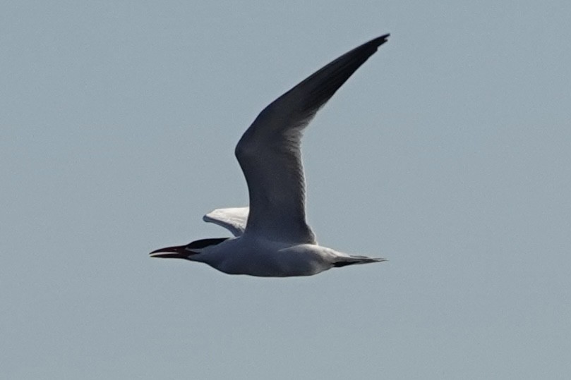 Чеграва - ML647551310