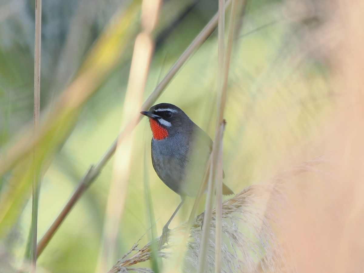 Соловей-красношейка - ML647551312