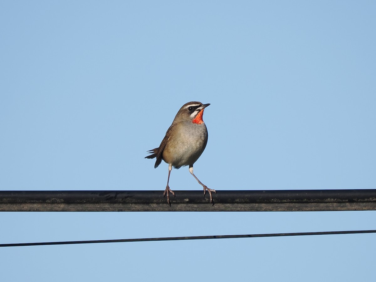 Соловей-красношейка - ML647551314
