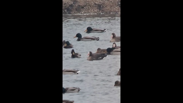 Küçük Sakarca - ML647551333