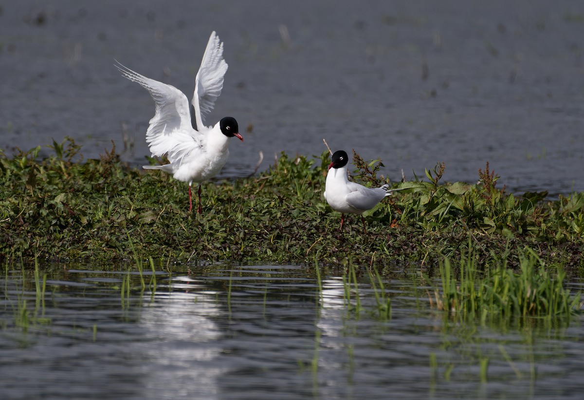Mediterranean Gull - ML647551348
