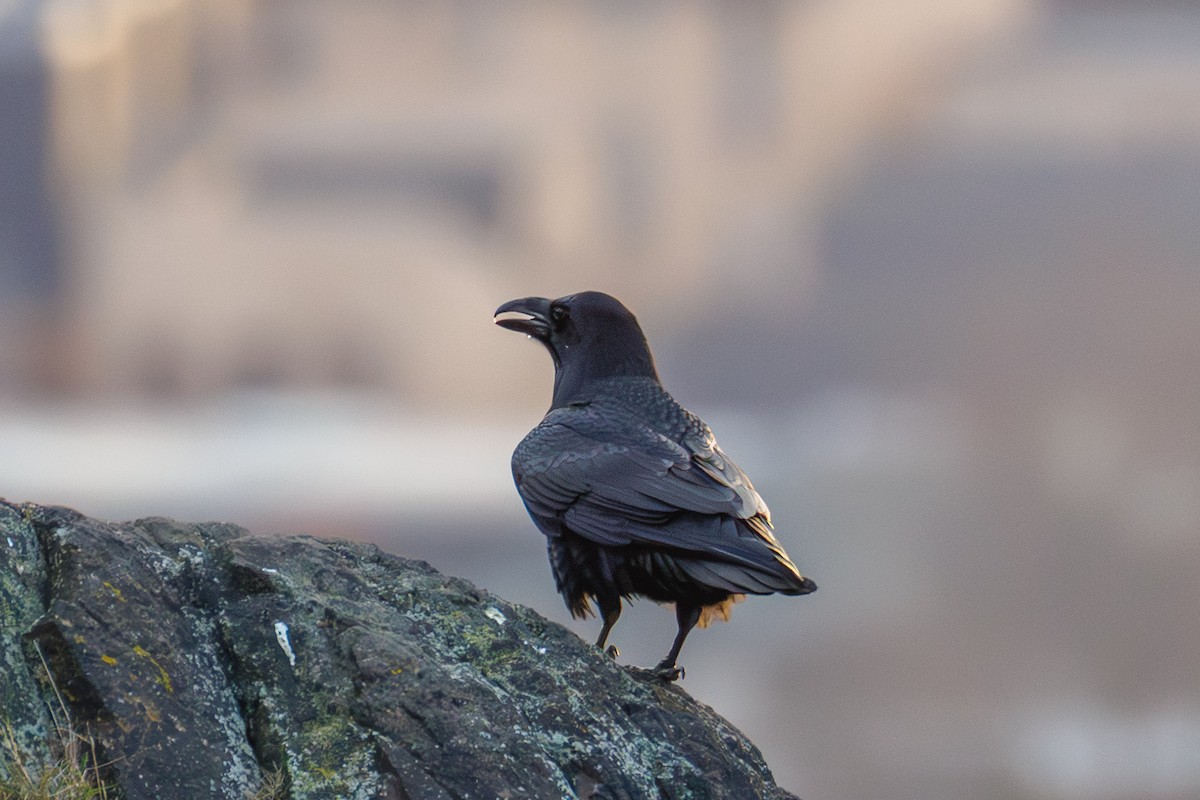 ワタリガラス - ML647551349