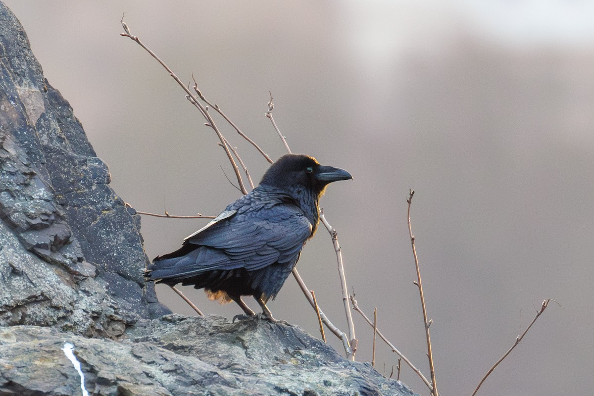 ワタリガラス - ML647551350