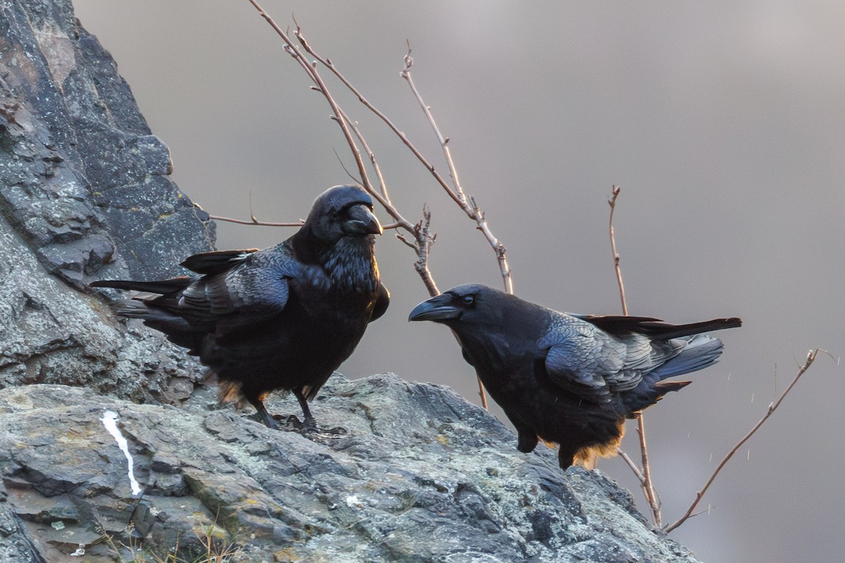 ワタリガラス - ML647551351