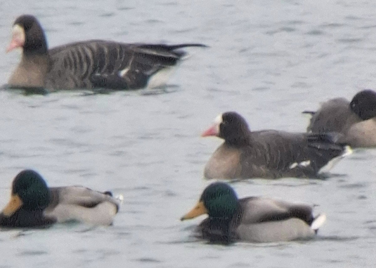 Küçük Sakarca - ML647551368