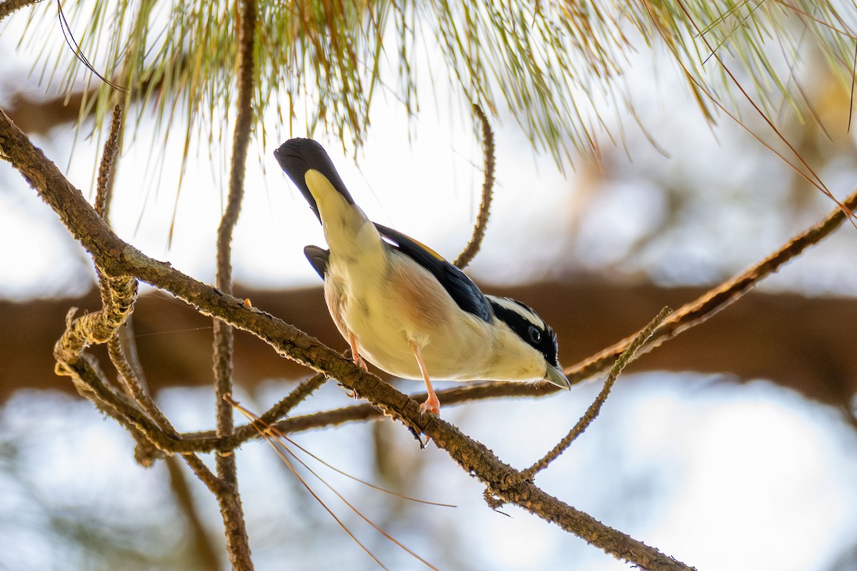 White-browed Shrike-Babbler (Dalat) - ML647551376