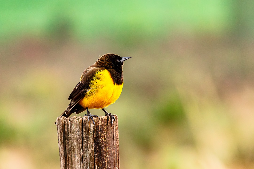 Yellow-rumped Marshbird - ML647551379