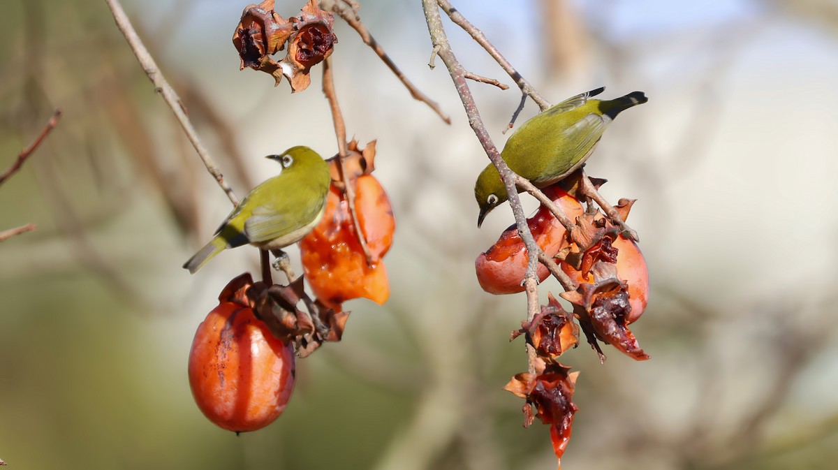 Окулярник японський - ML647551413
