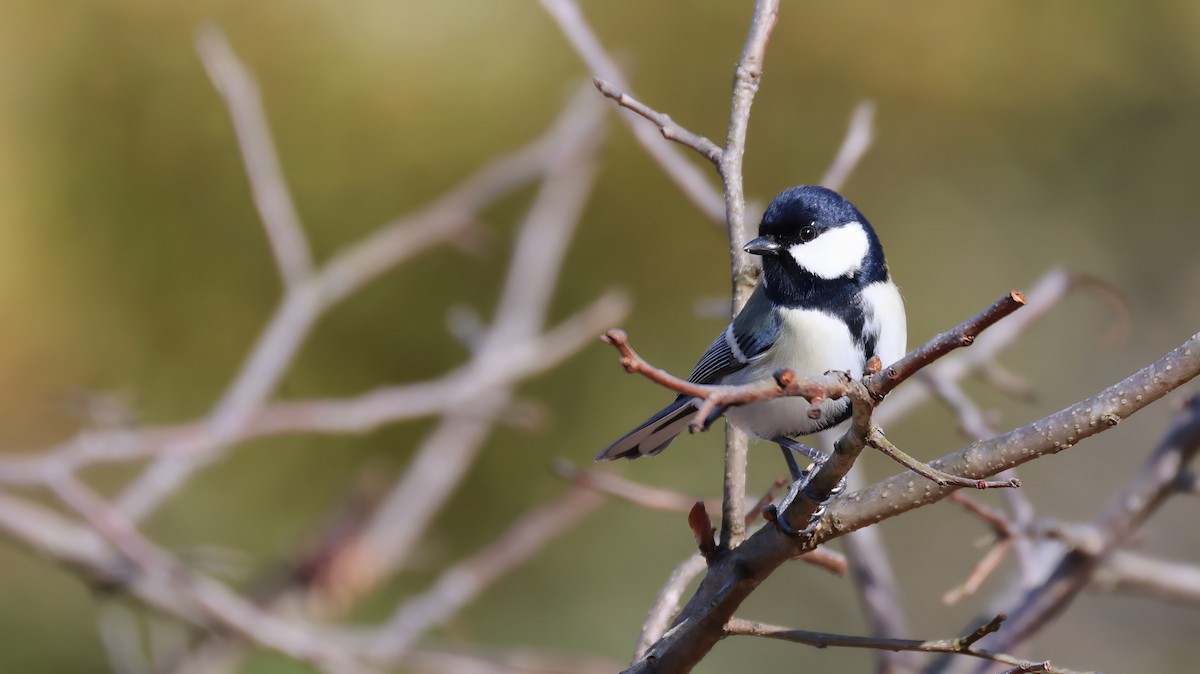 Asian Tit - ML647551419