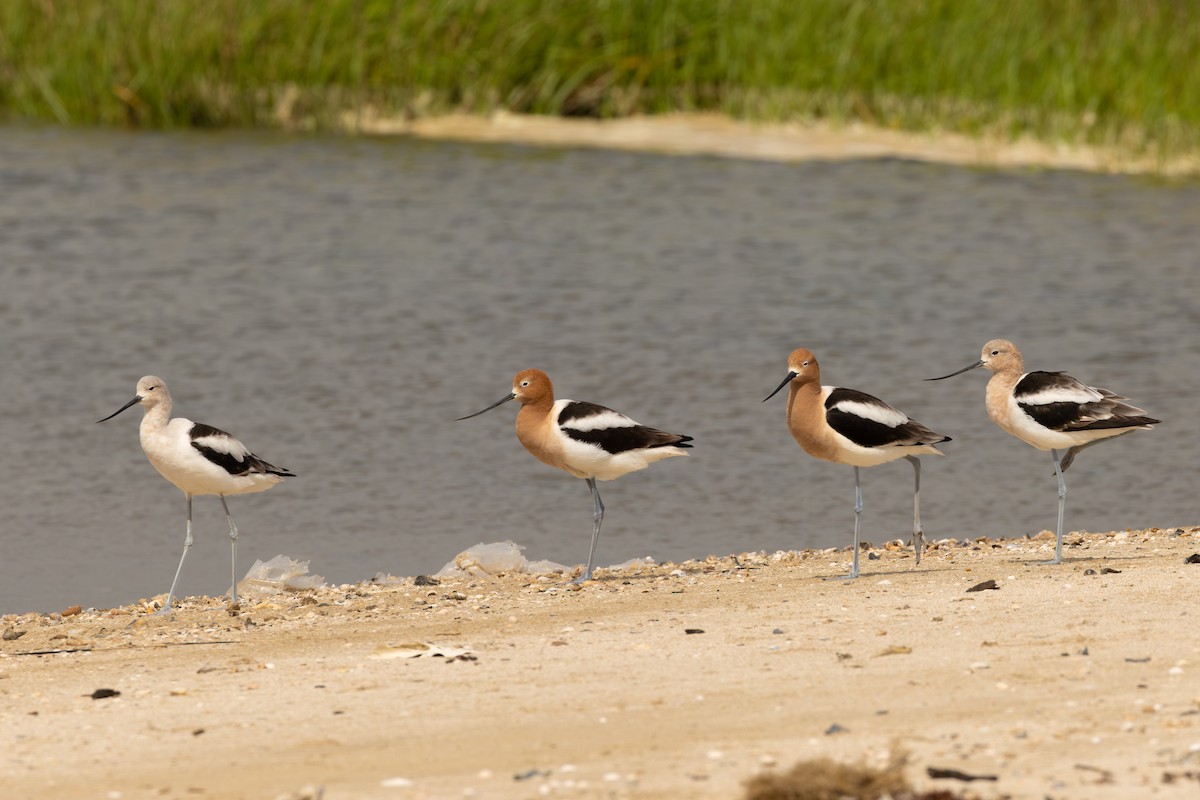 Avoceta Americana - ML647551446
