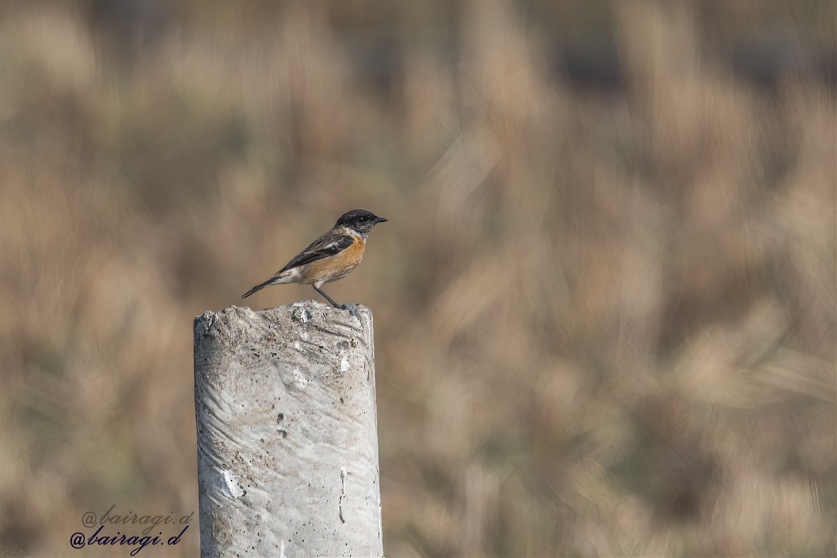 Siberian Stonechat - ML647551448
