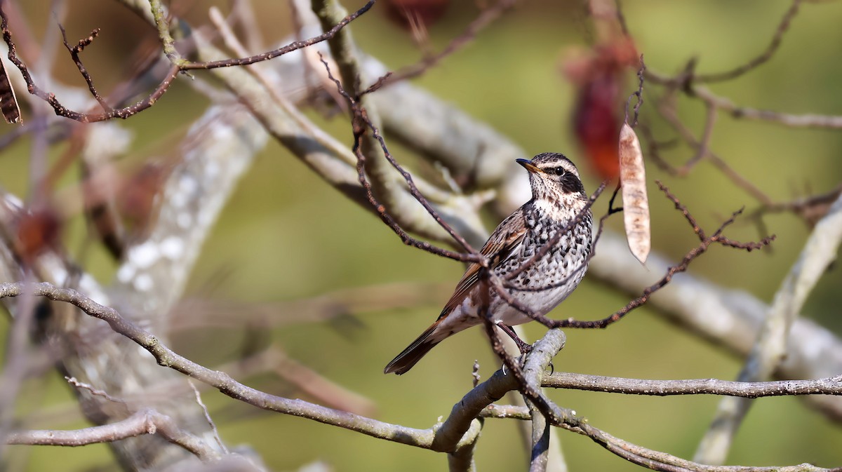 Дрізд темний - ML647551452