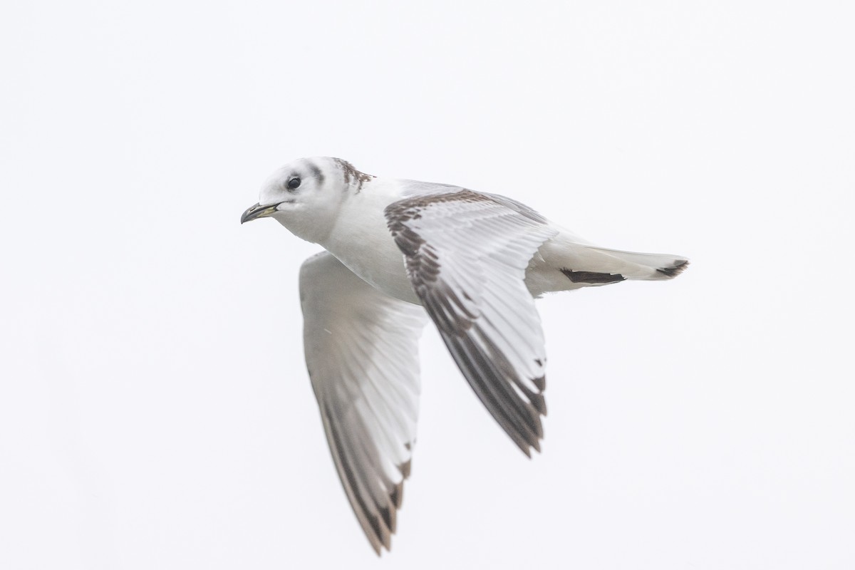 Kara Ayaklı Martı - ML647551458