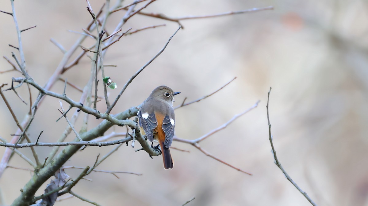 Горихвістка сибірська - ML647551463