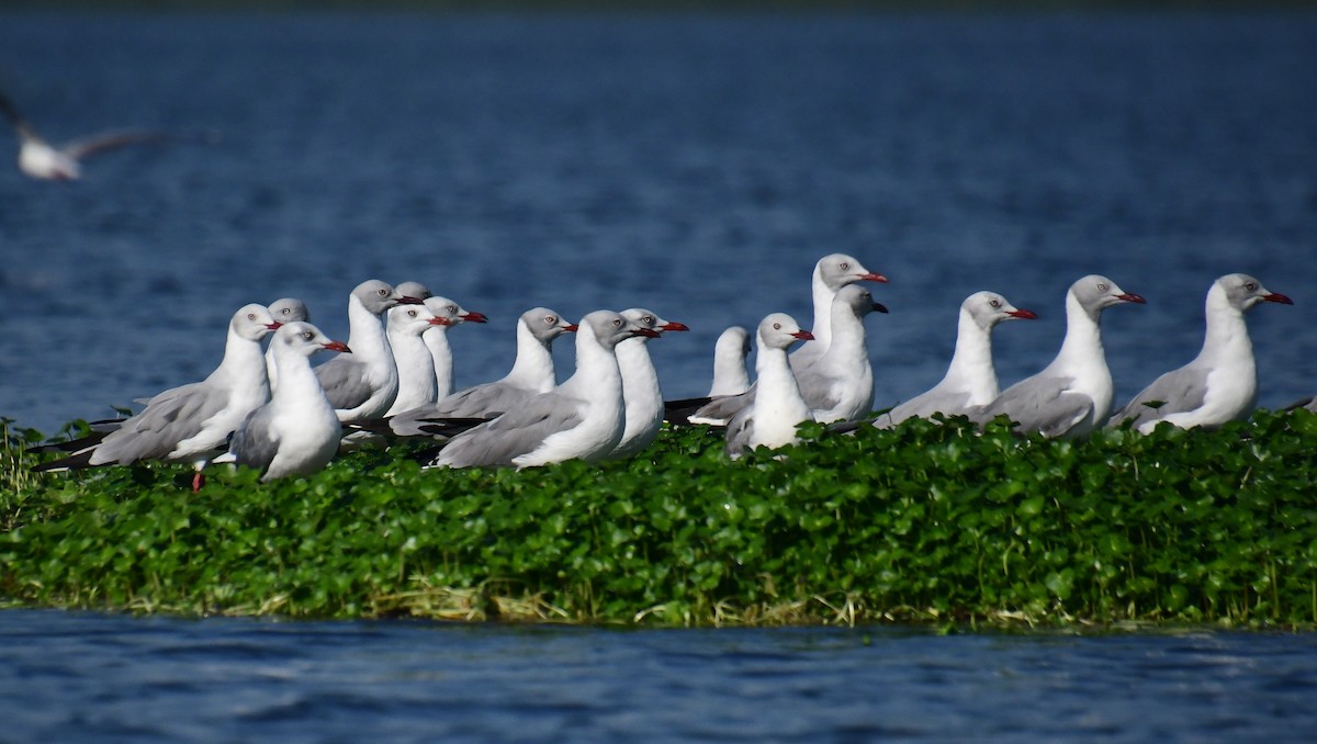 Gray-hooded Gull - ML647551465
