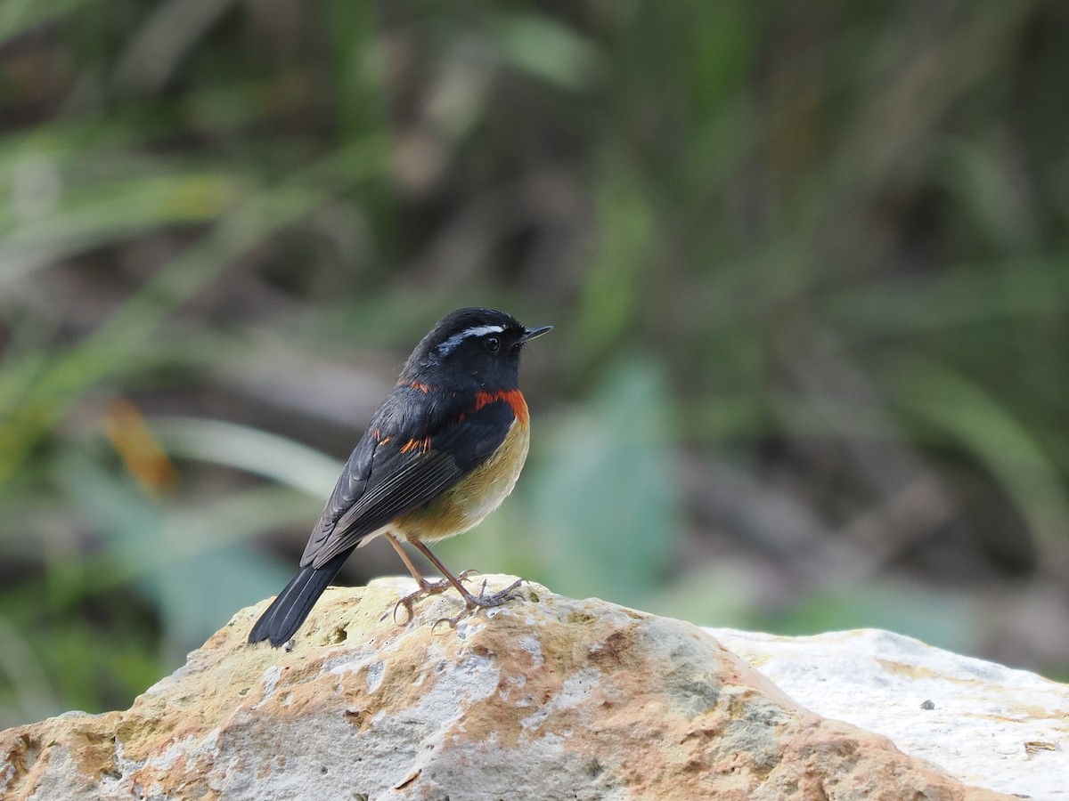 Robin de Johnstone - ML647551467