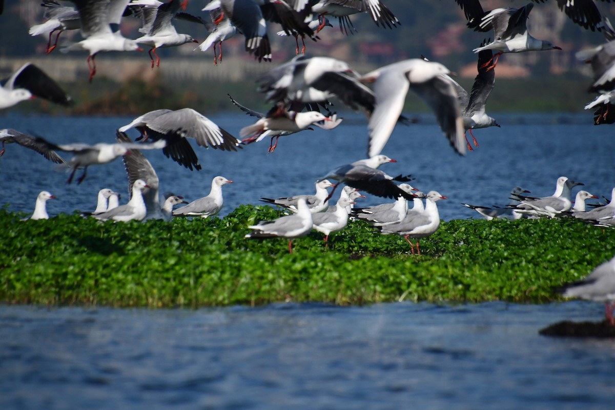 Gray-hooded Gull - ML647551475
