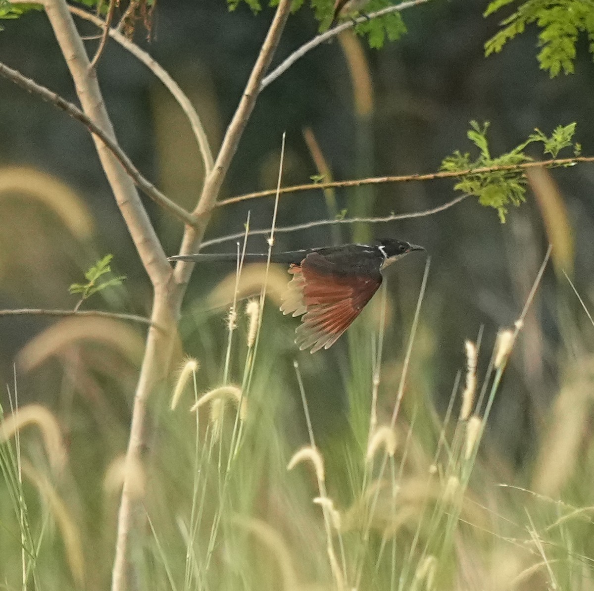 Chestnut-winged Cuckoo - ML647551479