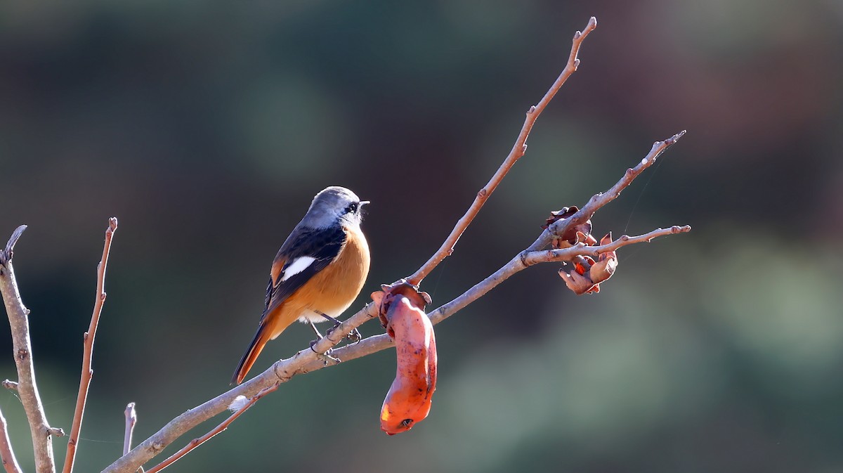 Горихвістка сибірська - ML647551481