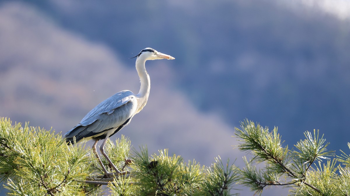 Чапля сіра - ML647551499