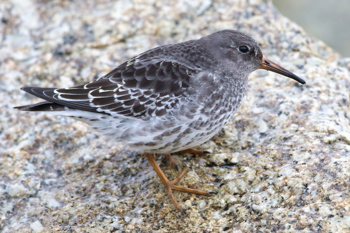 Correlimos Oscuro - ML647551519